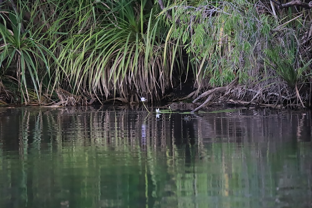 a bird is sitting on the edge of a body of water