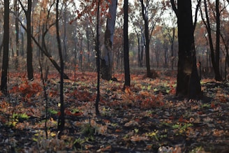 A forest scene with tall trees displaying a mix of burnt trunks and vibrant autumn foliage. The ground is covered in fallen leaves, burnt debris, and patches of green grass. Sunlight filters through the canopy, casting dappled shadows across the forest floor, suggesting recent fire activity and subsequent regrowth.