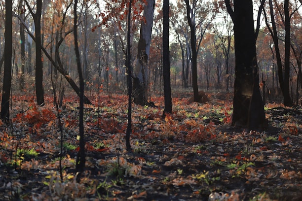 A forest scene with tall trees displaying a mix of burnt trunks and vibrant autumn foliage. The ground is covered in fallen leaves, burnt debris, and patches of green grass. Sunlight filters through the canopy, casting dappled shadows across the forest floor, suggesting recent fire activity and subsequent regrowth.