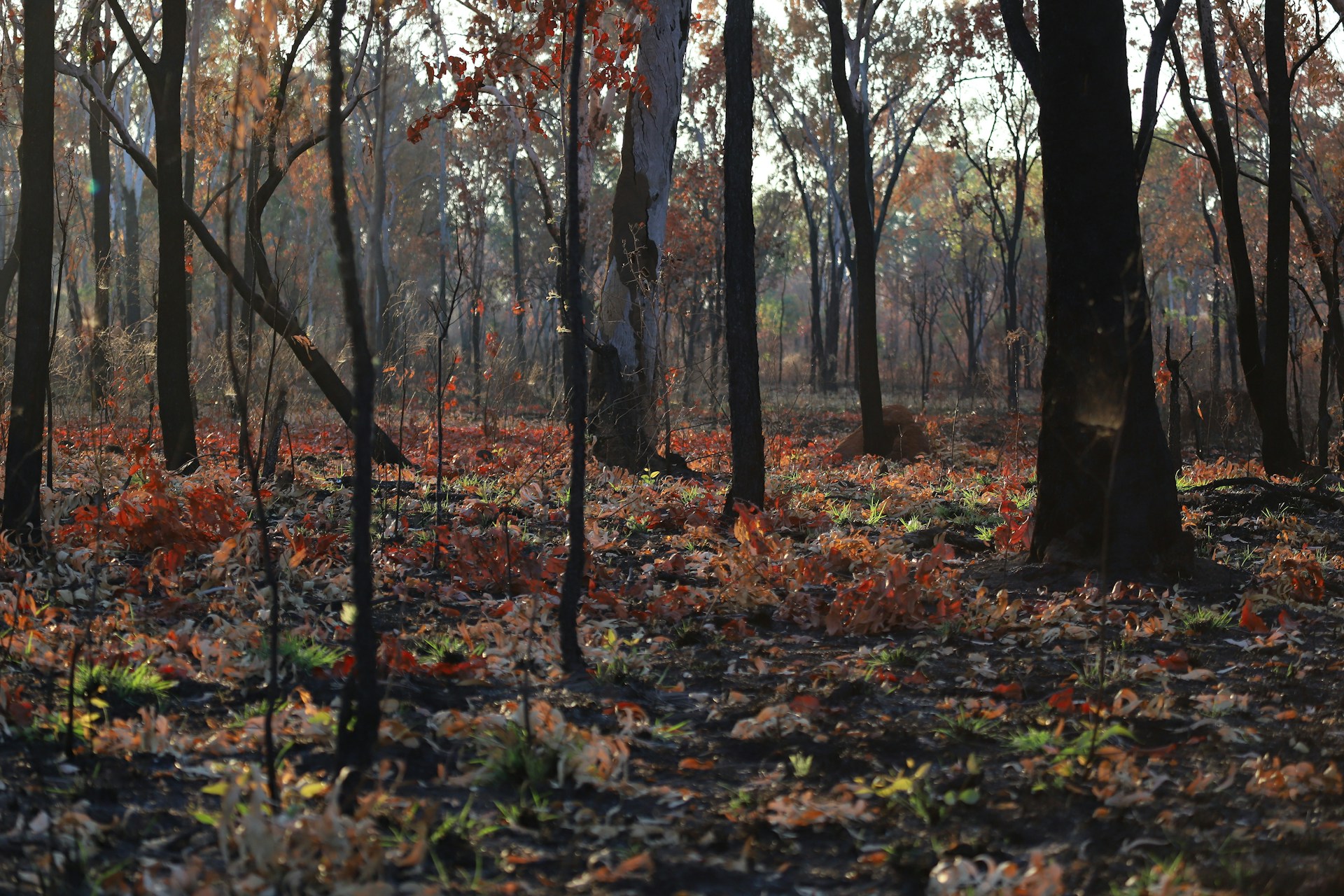 A forest scene with tall trees displaying a mix of burnt trunks and vibrant autumn foliage. The ground is covered in fallen leaves, burnt debris, and patches of green grass. Sunlight filters through the canopy, casting dappled shadows across the forest floor, suggesting recent fire activity and subsequent regrowth.