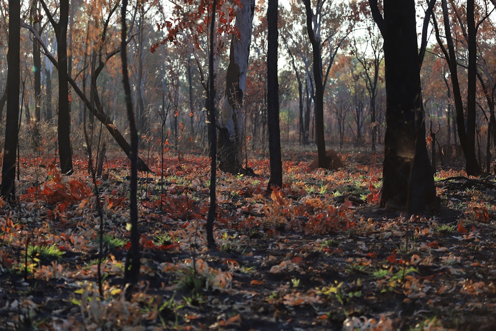 a forest filled with lots of trees and leaves