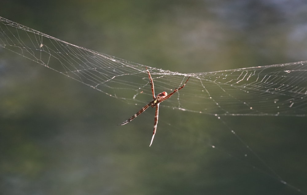 a spider sits on its web in the middle of a forest