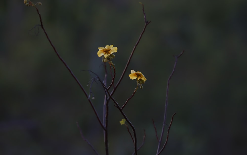 a small yellow flower on a tree branch