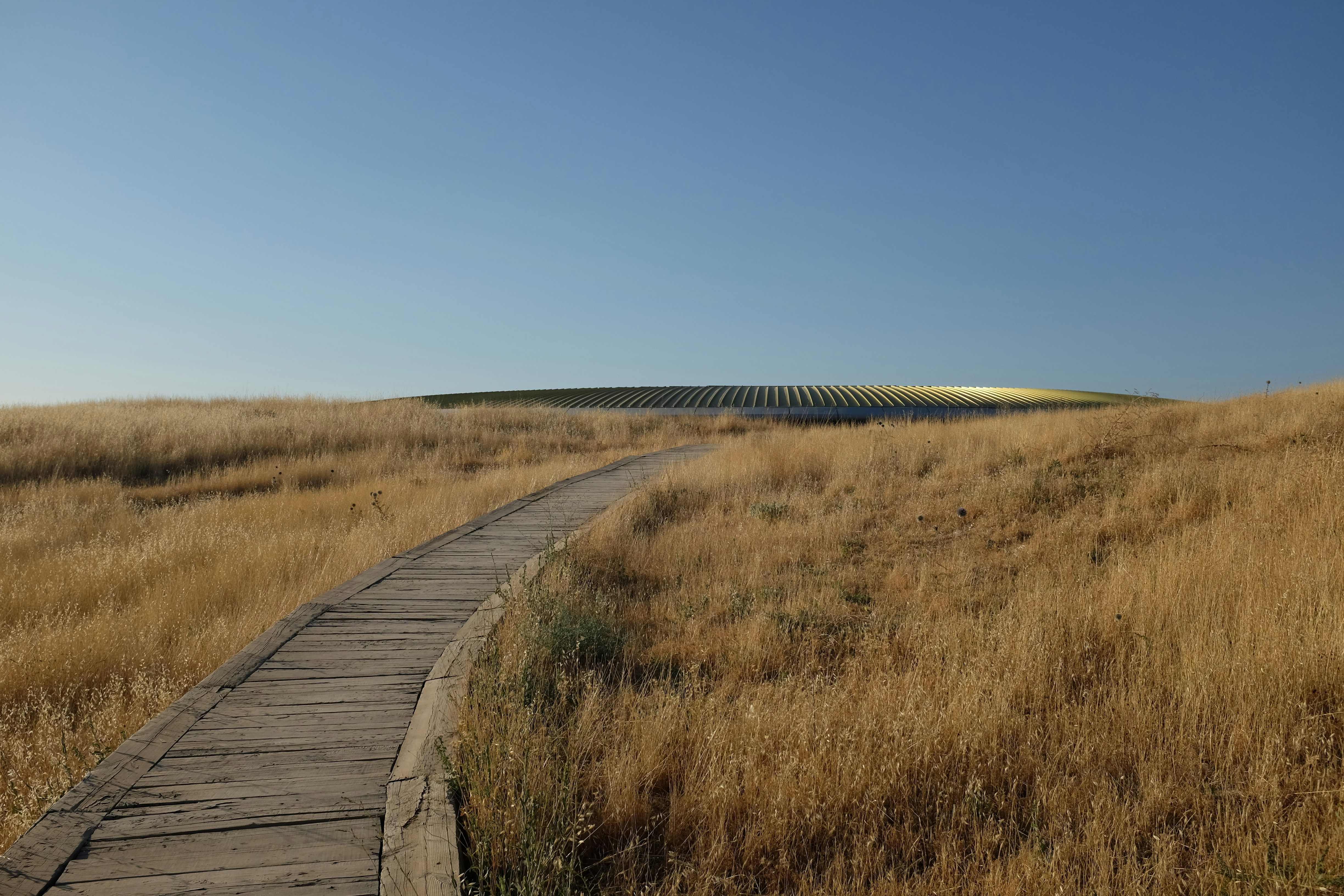 A wooden boardwalk through a field of tall grass
