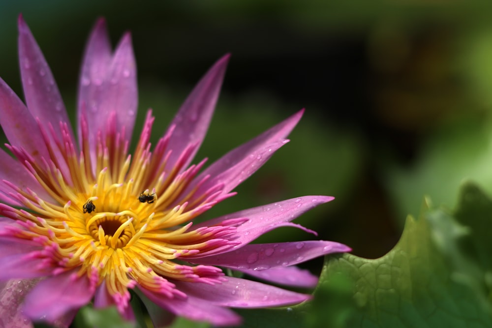 a purple flower with a yellow center surrounded by green leaves