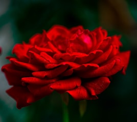 a close up of a red flower with a blurry background