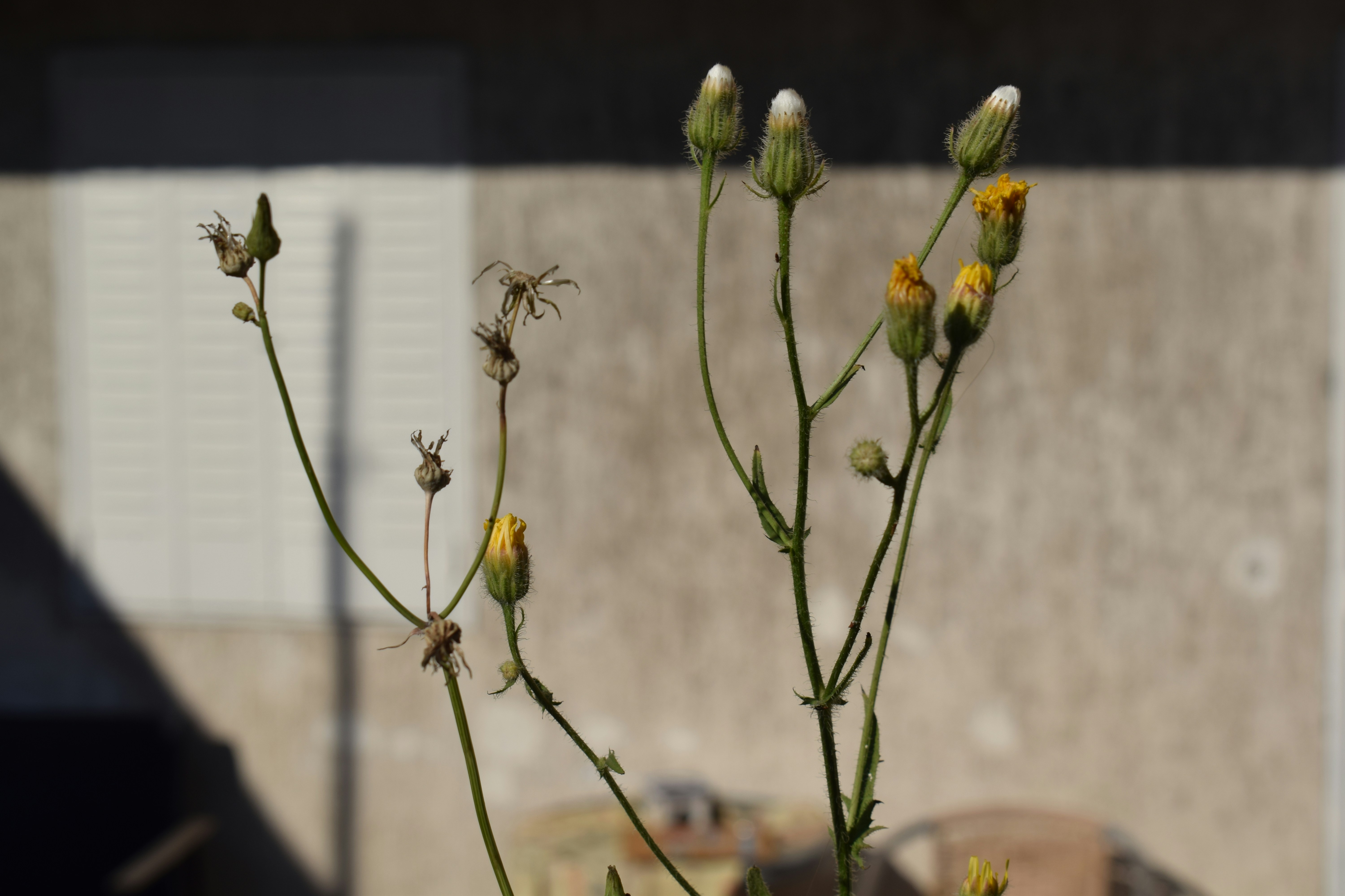 Potted marigold plant with bright orange flowers in a garden.
