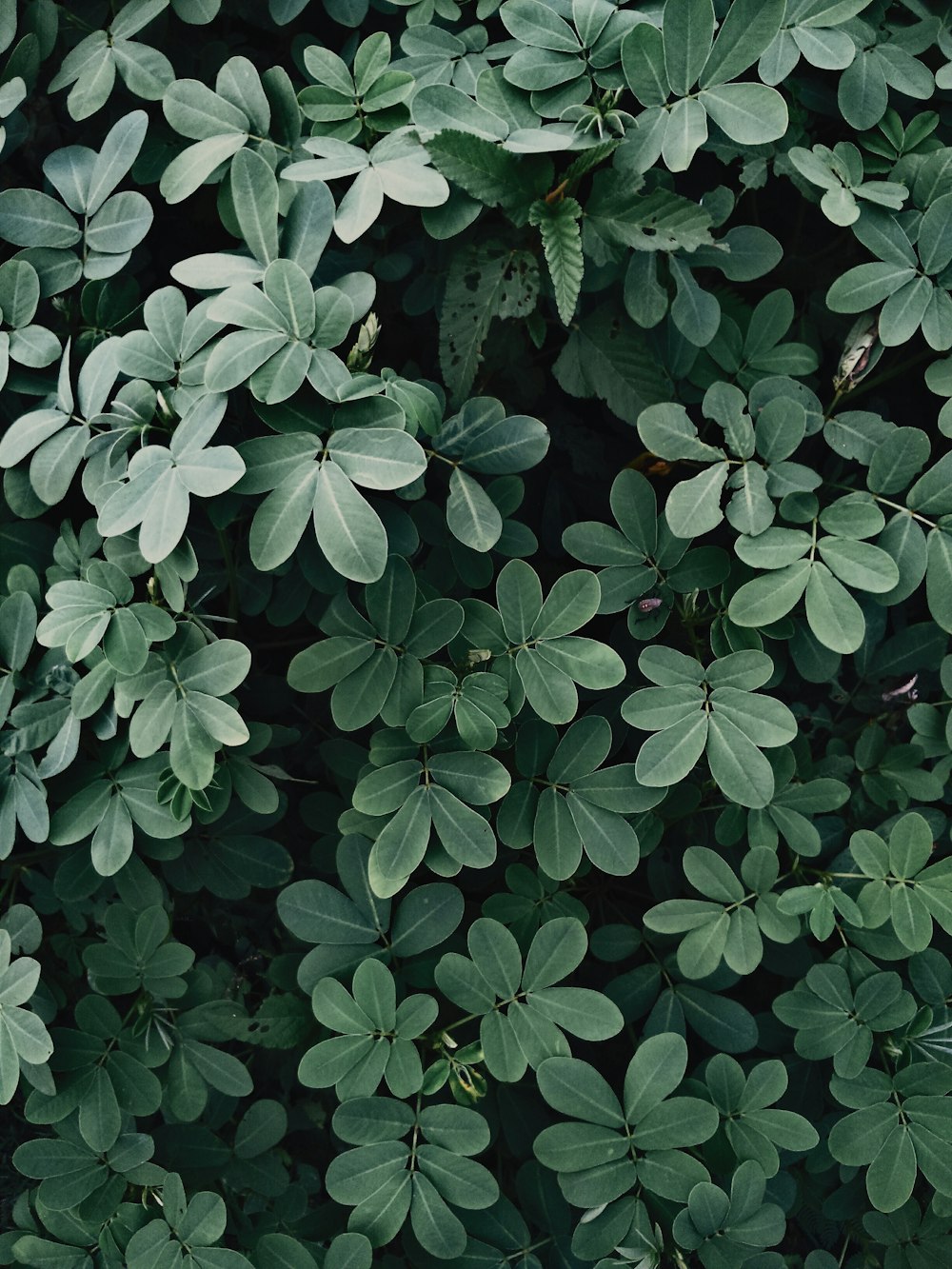 a close up of a bunch of green leaves