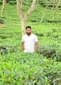 A person in a white shirt stands in the midst of a lush green tea plantation, surrounded by rows of tea plants and a few tall trees.