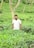 A person in a white shirt stands in the midst of a lush green tea plantation, surrounded by rows of tea plants and a few tall trees.