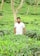 A person in a white shirt stands in the midst of a lush green tea plantation, surrounded by rows of tea plants and a few tall trees.