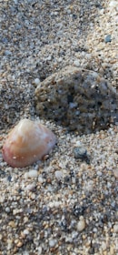 Artful arrangement of coastal-themed fashion pieces and sea animal motifs displayed against a soft, sandy backdrop.