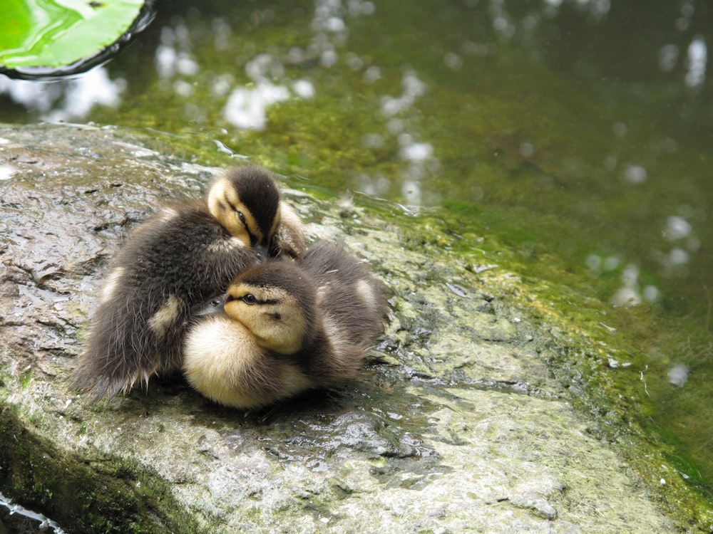 a couple of ducks sitting on top of a rock