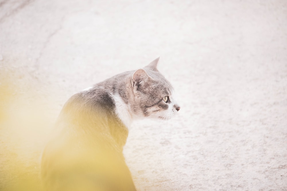 a gray and white cat sitting on the ground