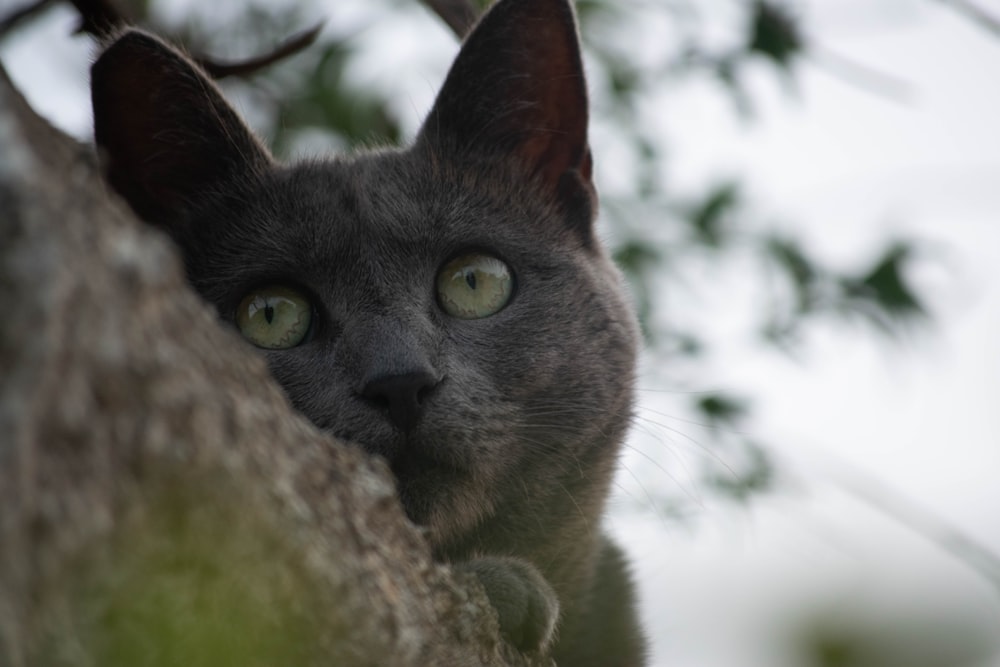 a gray cat with green eyes looking out from behind a tree