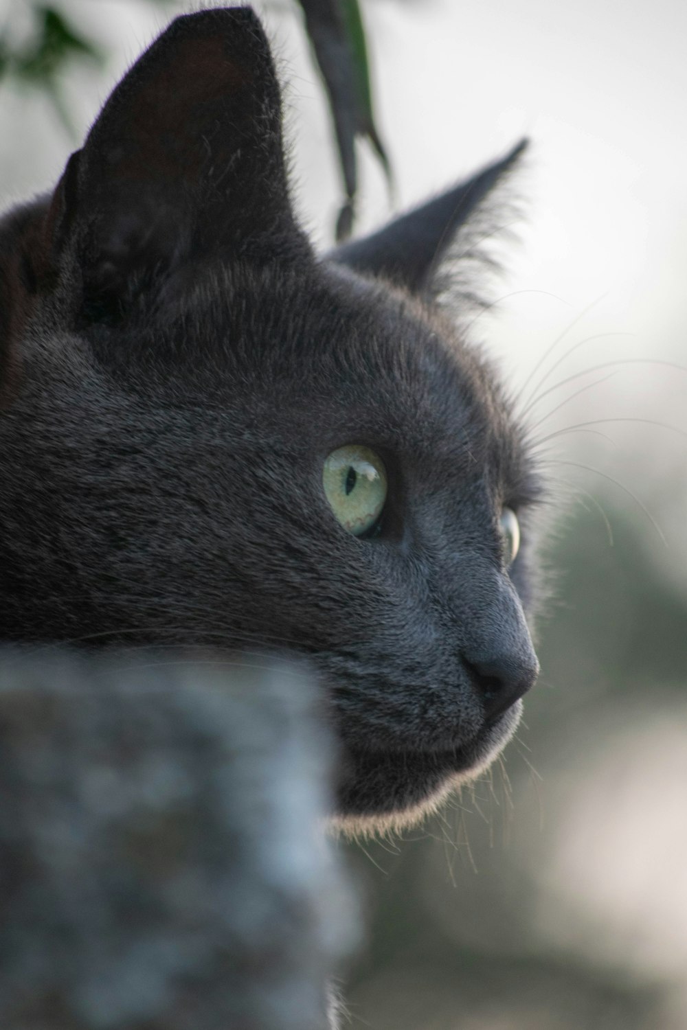 a close up of a black cat with green eyes