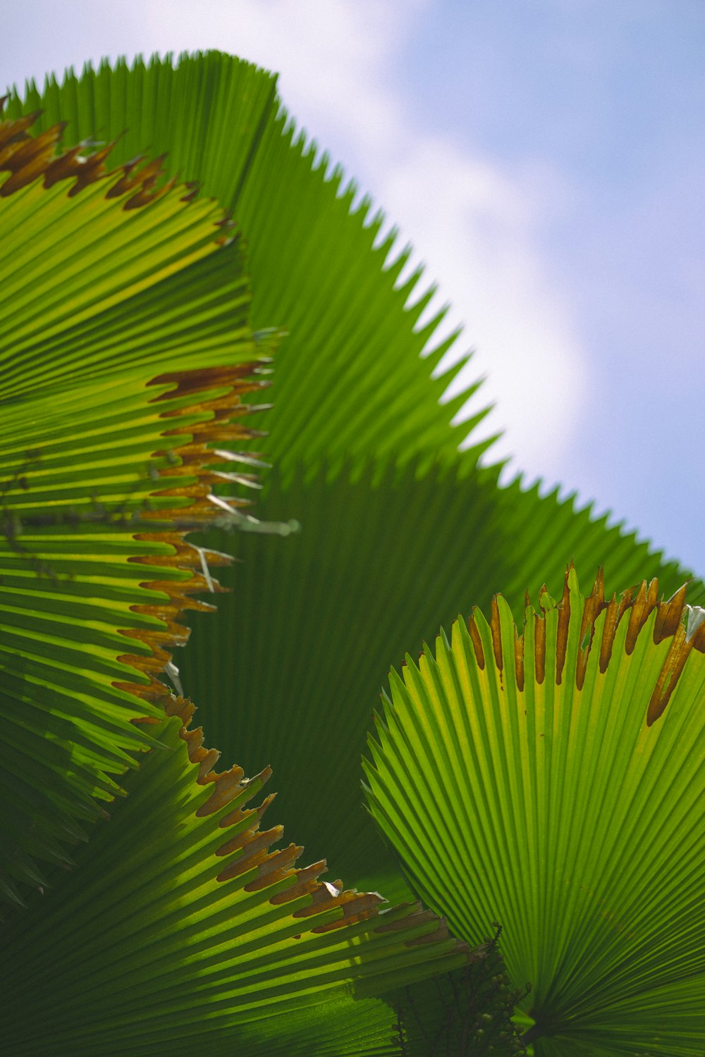 a close up of a green plant with a blue sky in the background