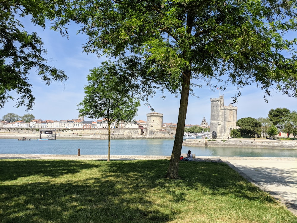 a couple of people sitting on a bench under a tree