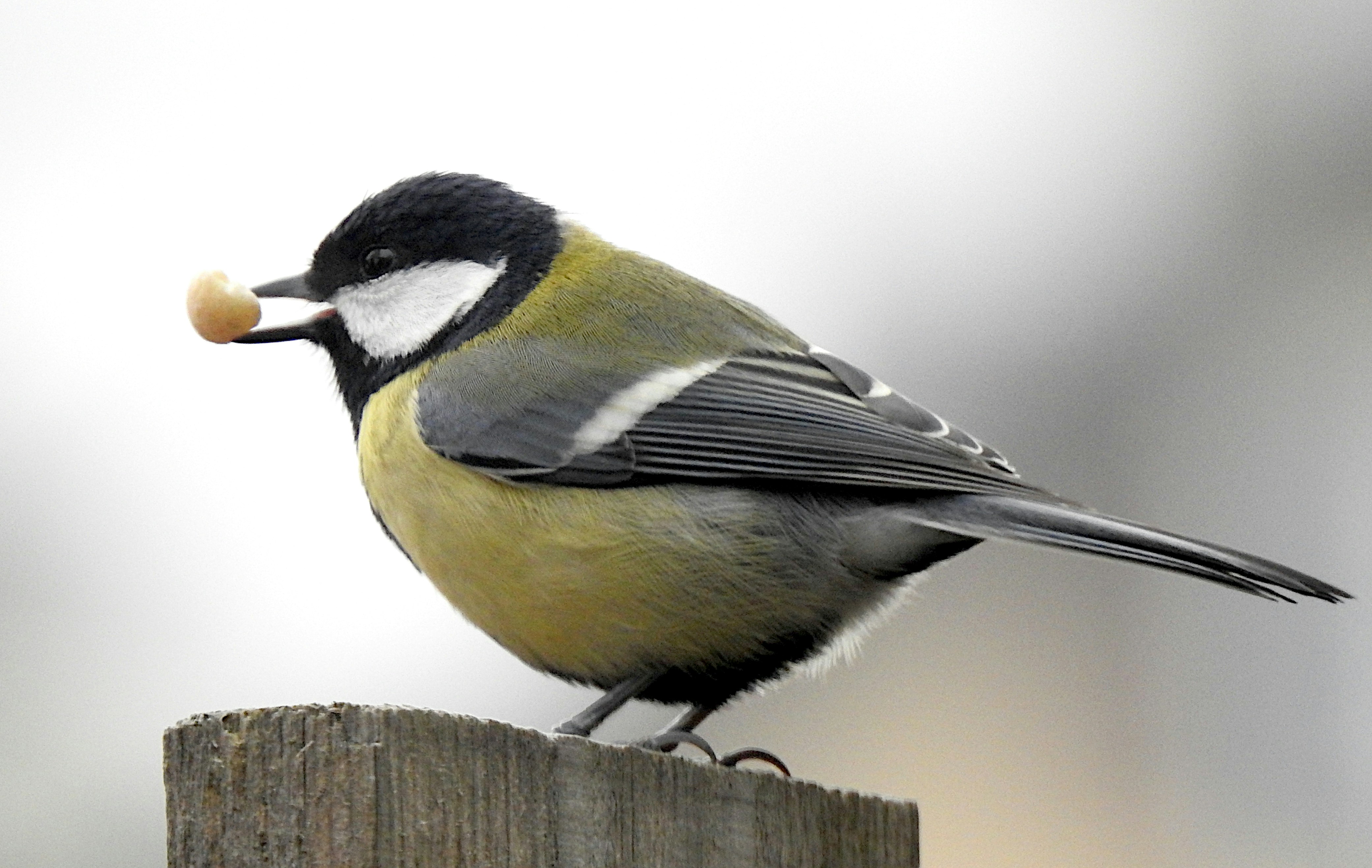 Photo by gregorfroehlich