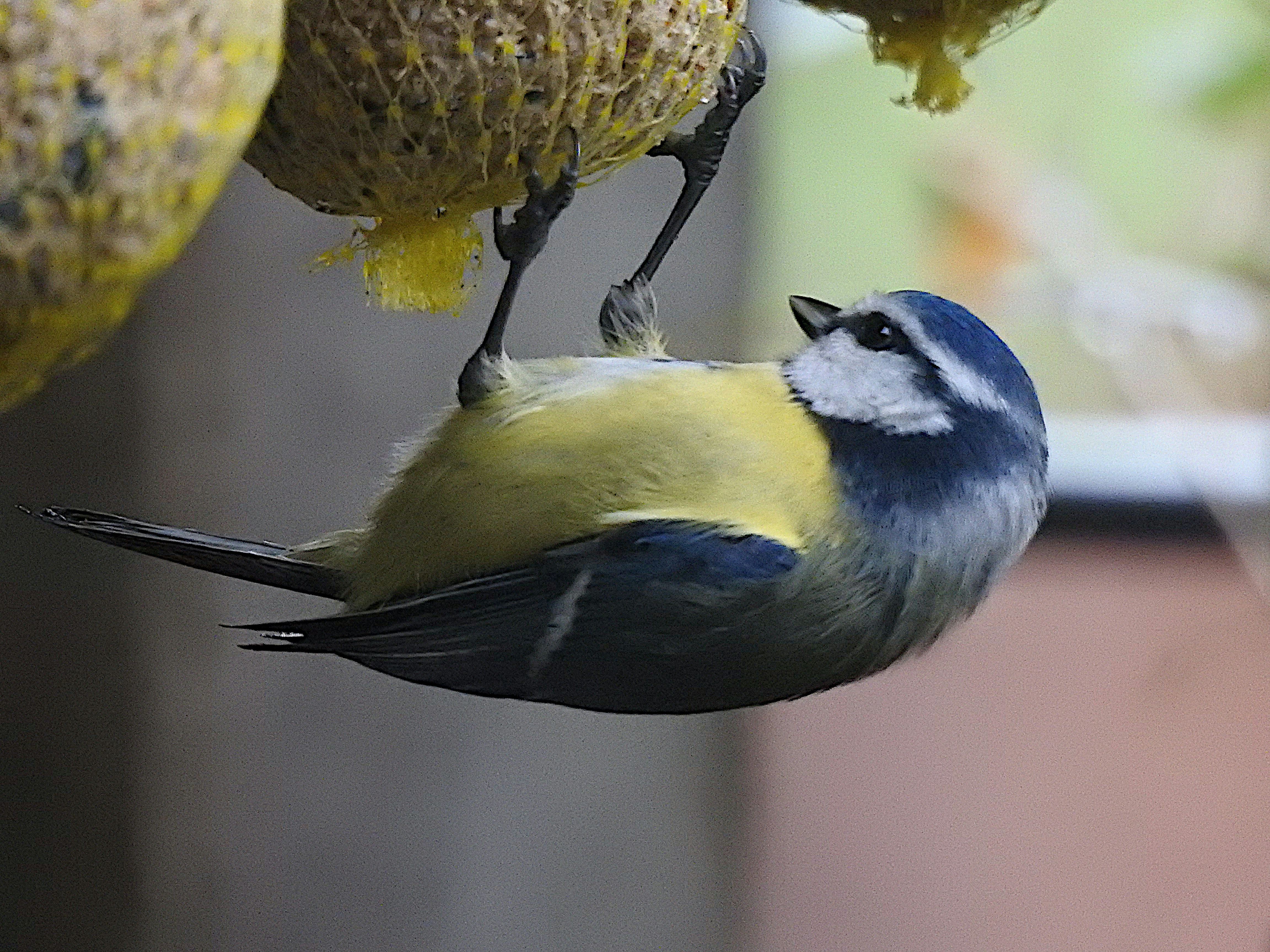 a blue and yellow bird hanging from a bird feeder
