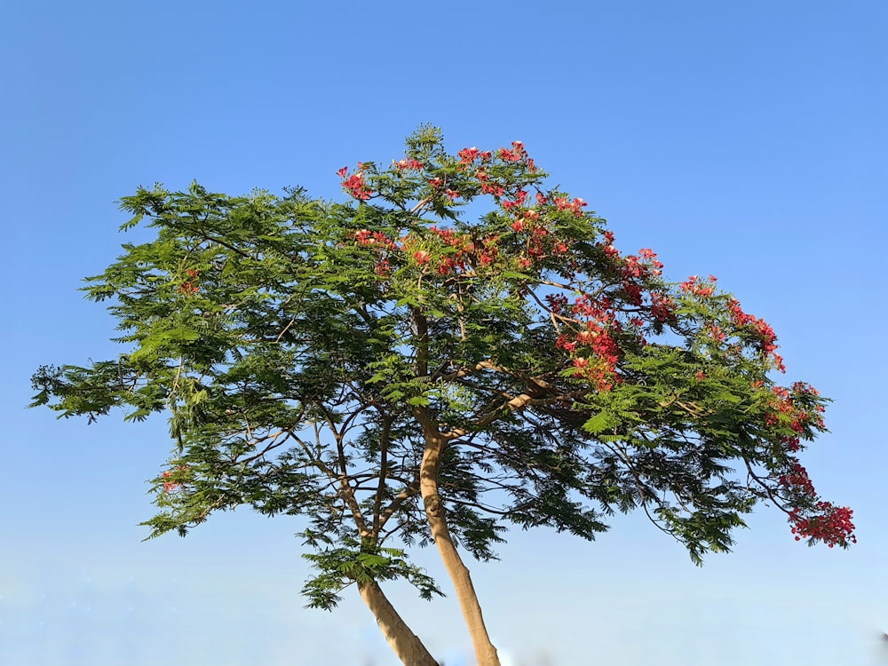 a tree with red flowers in the middle of a field