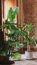 a couple of plants sitting on top of a wooden table