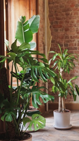 a couple of plants sitting on top of a wooden table