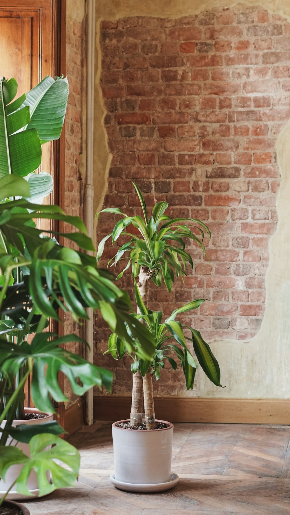 a potted plant sitting on top of a wooden table