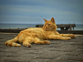Relaxed feline lounging on a colorful beach towel beside a gentle surf