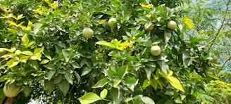 A vibrant giant avocado tree in a large pot, lush green leaves glowing under the Semarang sun.