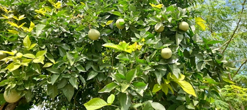 A vibrant giant avocado tree in a large pot, lush green leaves glowing under the Semarang sun.