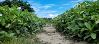 A pathway is bordered by lush green plants on either side leading towards a cluster of trees in the background. The sky above is bright blue with scattered clouds, indicating a clear day.