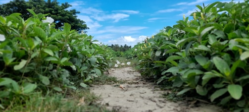 A pathway is bordered by lush green plants on either side leading towards a cluster of trees in the background. The sky above is bright blue with scattered clouds, indicating a clear day.