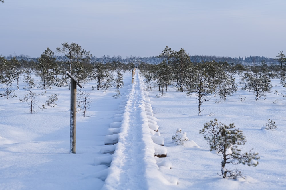 a long line of trees in the middle of a snow covered field