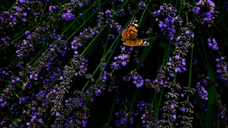 Colorful Costa Rica butterflies resting on tropical flowers, symbolizing natural beauty and growth.
