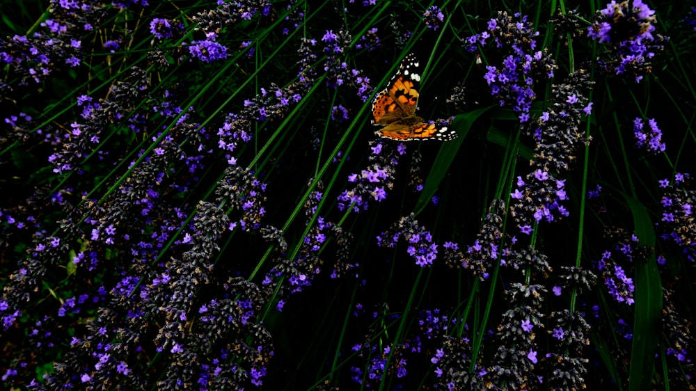 a butterfly sitting on top of purple flowers