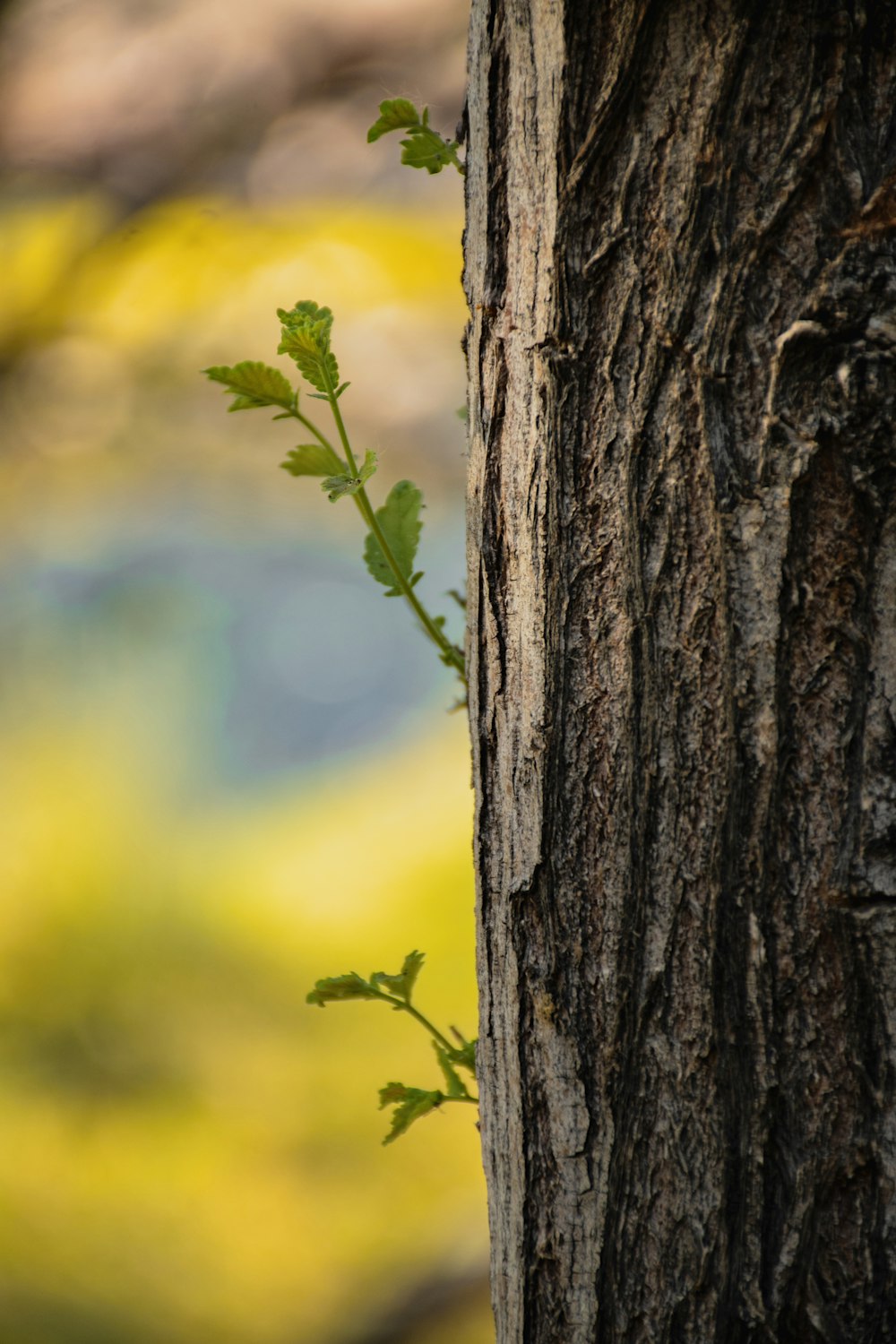 a green plant growing on the side of a tree