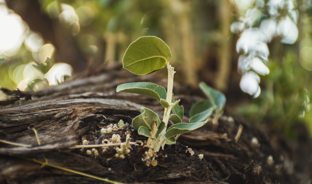 a small plant sprouts out of the bark of a tree