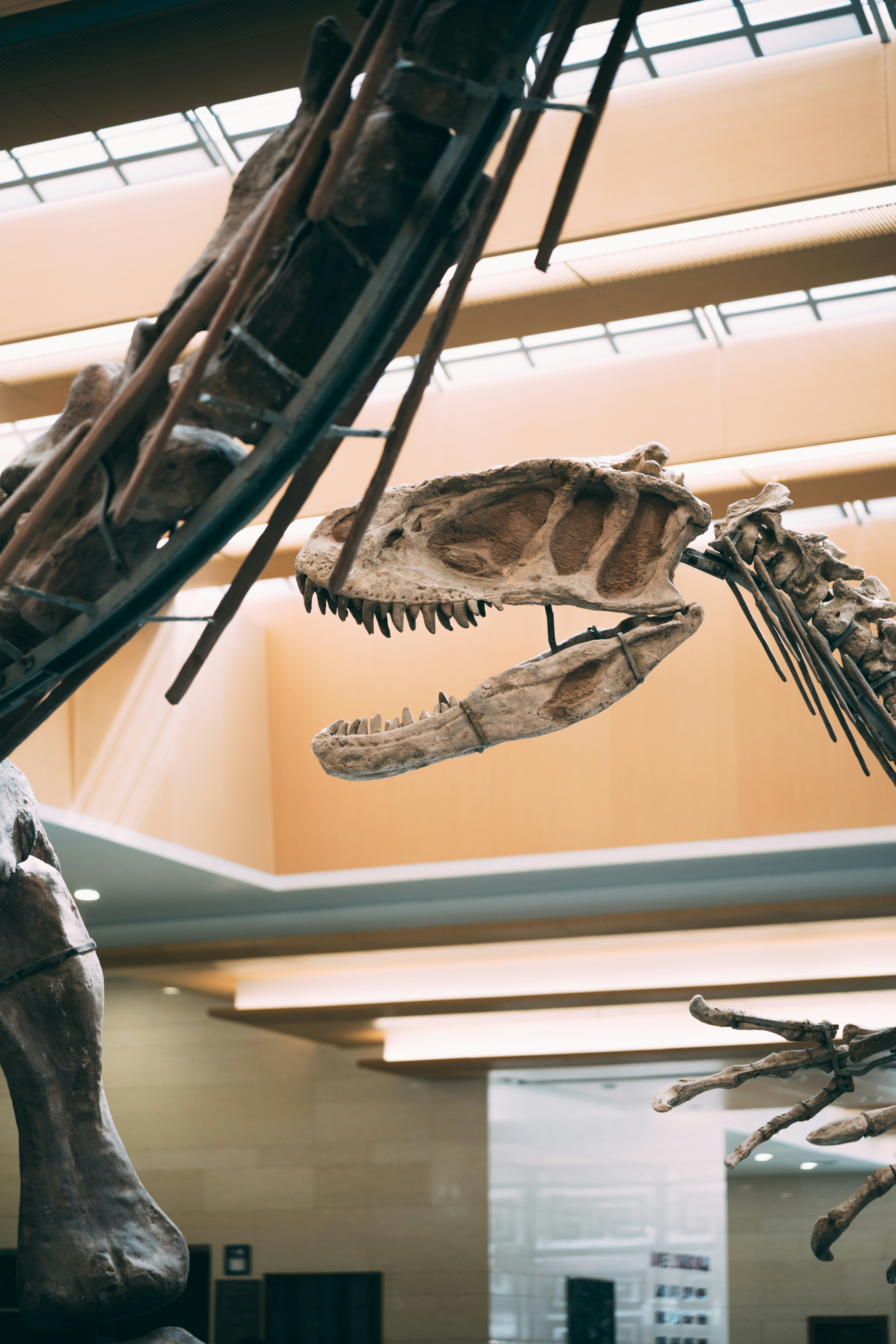 다양한 종류의 공룡으로 가득한 박물관