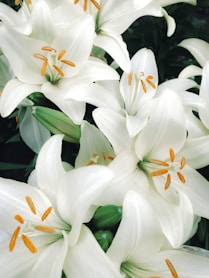 a close up of a bunch of white flowers
