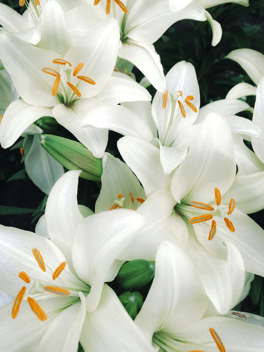 a close up of a bunch of white flowers