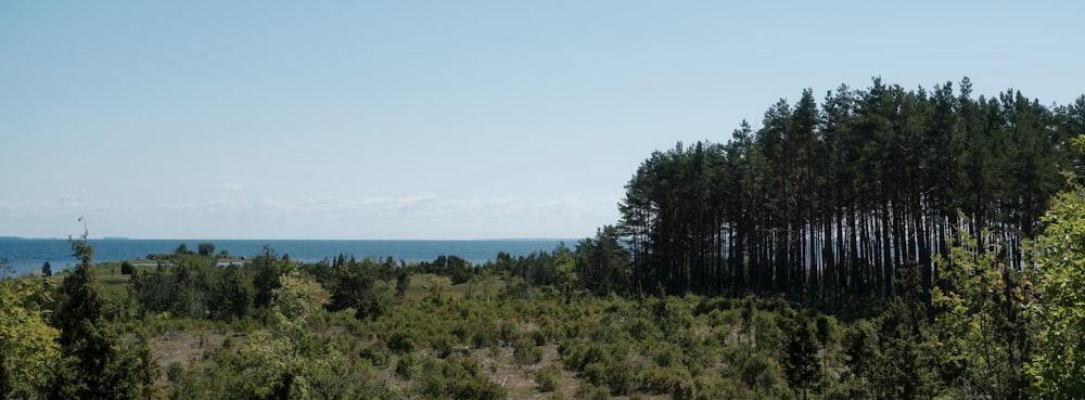 a view of a wooded area with a body of water in the distance