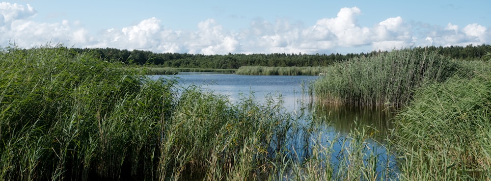 a body of water surrounded by tall grass