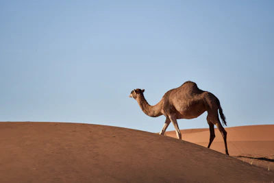 A camel caravan crossing vast sandy dunes with a clear blue sky.