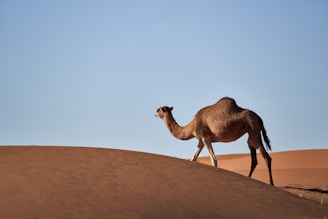 A camel caravan crossing the vast white dunes of the White Desert under a clear blue sky.
