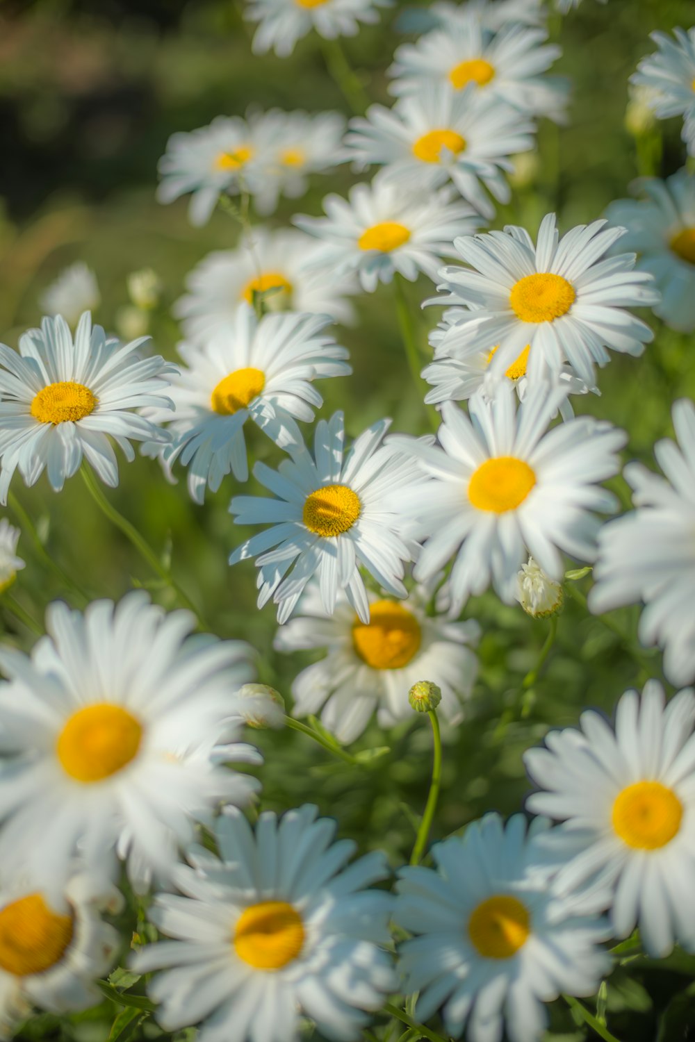 a field full of white and yellow daisies