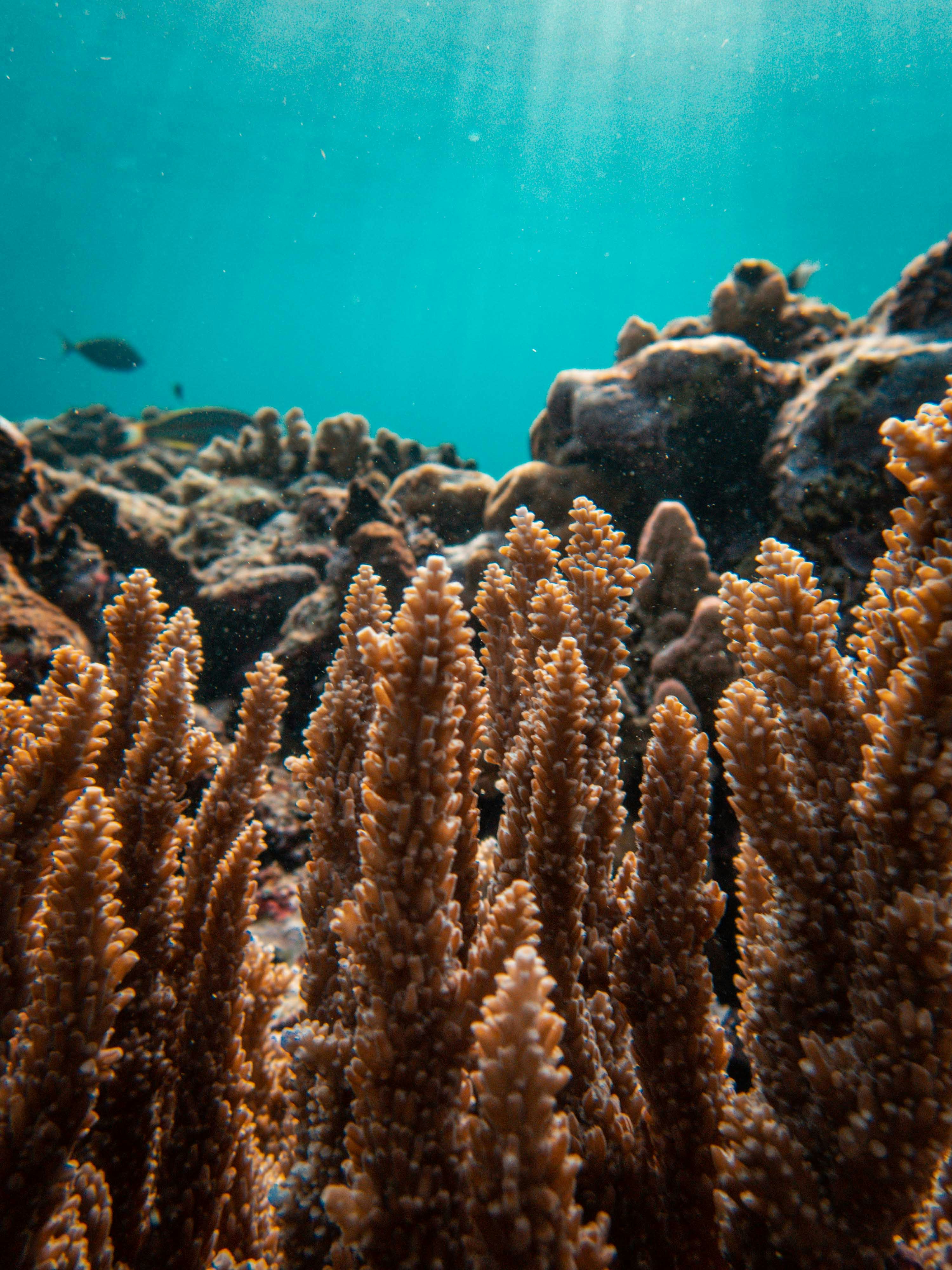 underwater view of silfra cathedral with sunbeams