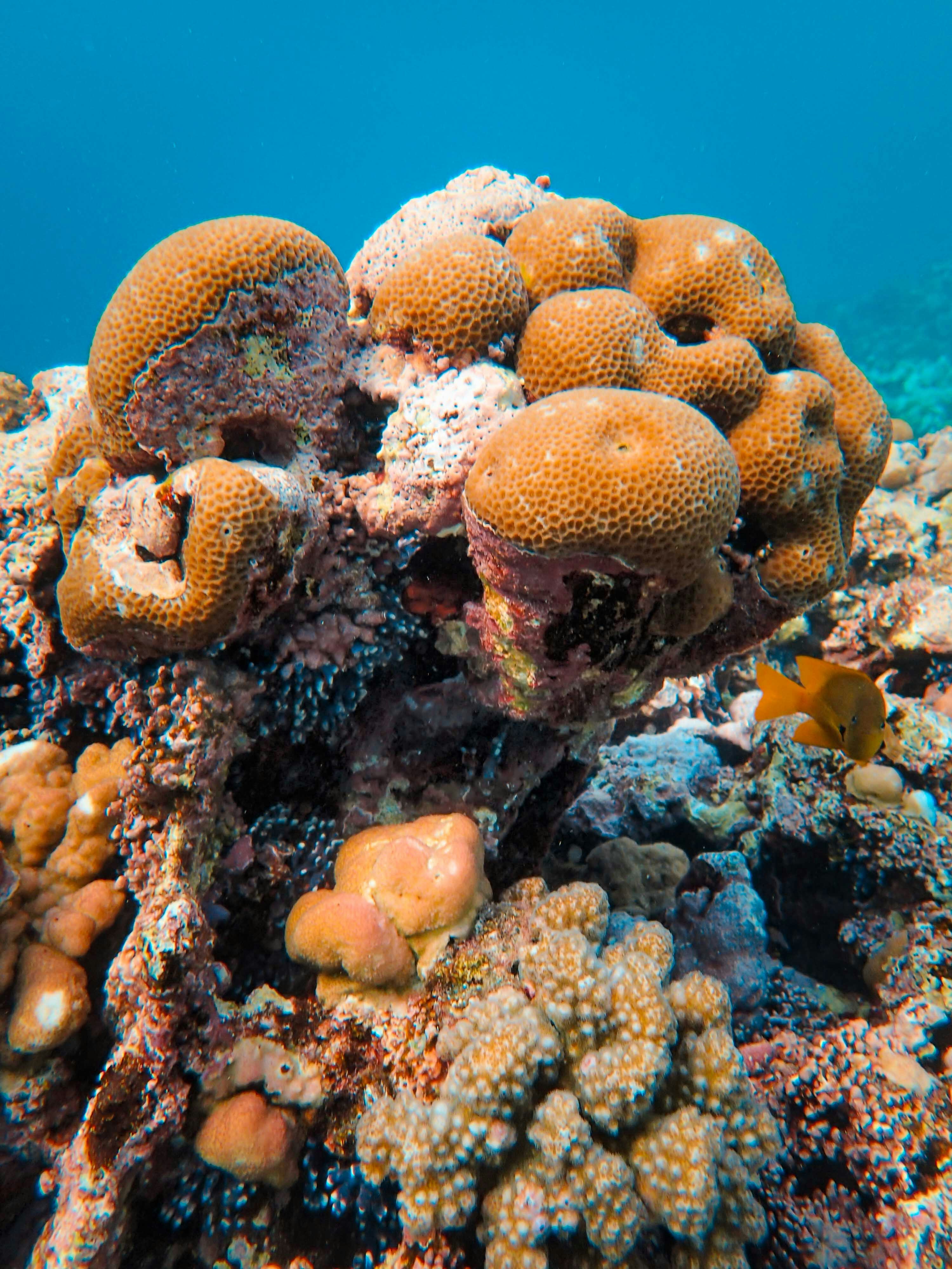 Foto zum Thema Eine Gruppe von Korallen auf einem Korallenriff