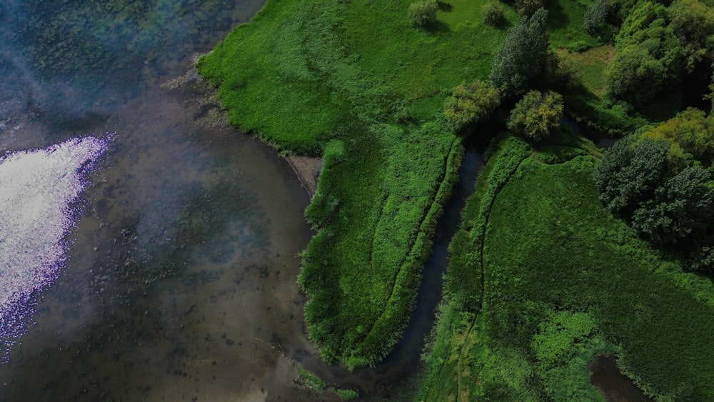 a body of water surrounded by lush green trees