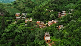 A lush, green landscape featuring a small village nestled within a forested area. The buildings are scattered among the dense trees, with clear paths connecting them. The architecture of the houses suggests a traditional style, with some having tiled roofs. Surrounding the village are rolling hills covered in vibrant greenery and patches of cleared land possibly used for agriculture.